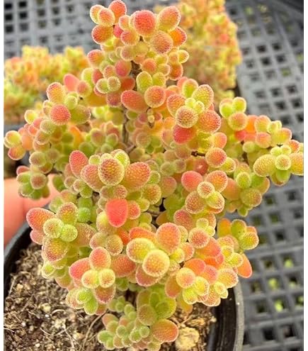 Amazon.co.jp: ドロサンテマム アイスクリスタル メセン 多肉植物 1苗